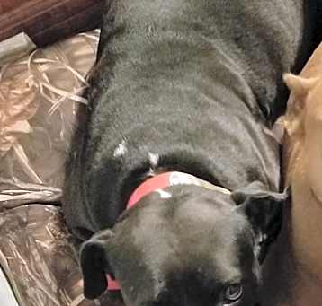 Photo of Shiloh