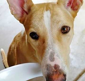 Photo of Tinkerbell