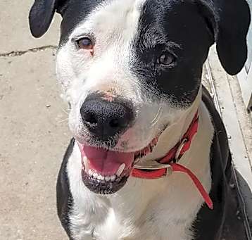 Photo of Archie