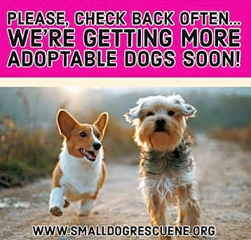 Photo of More Dogs Soon