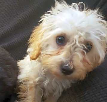 Photo of Livie