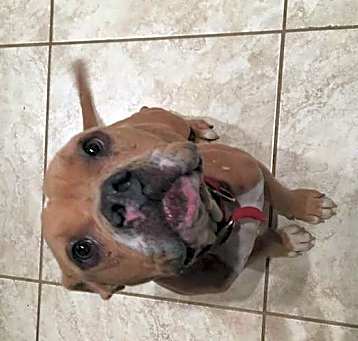Photo of Pumpkin
