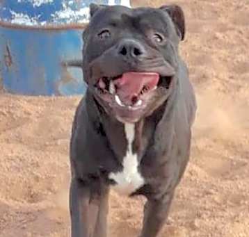 Photo of Apollo