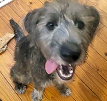 Photo of Honey