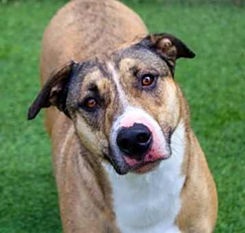 Photo of Boomer