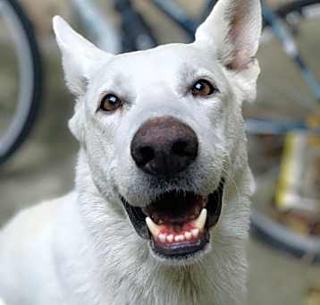Photo of Ghost