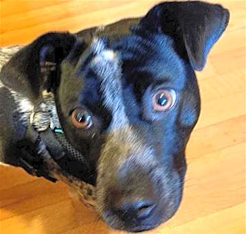 Photo of Pointer