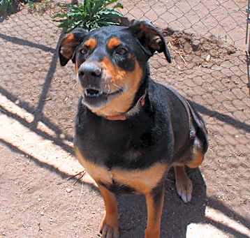 Photo of Bailey