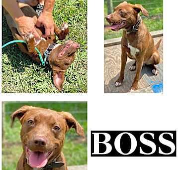 Photo of BOSS