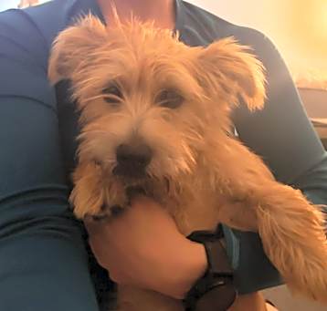 Photo of Kiwi