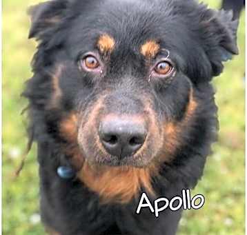 Photo of Apollo