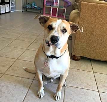 Photo of Buddy