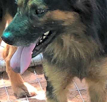 Photo of Scooby