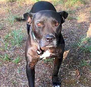Photo of Sweetie Pie