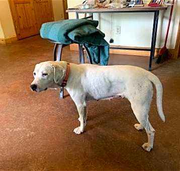 Photo of Sugar