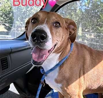 Photo of Buddy