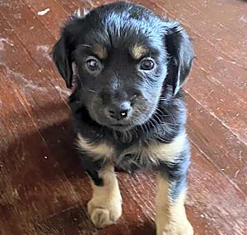 Photo of Puppies