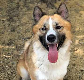 Photo of Beau