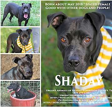 Photo of Shaday