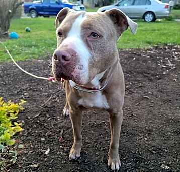 Photo of Briar
