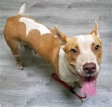 Photo of Kona