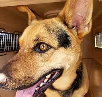 Photo of Enzo