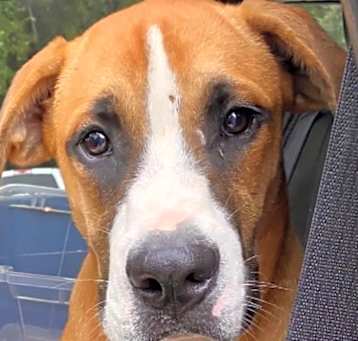 Photo of Beau