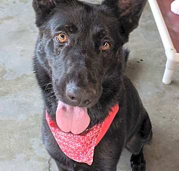 Photo of Sable