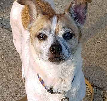 Photo of Buddy