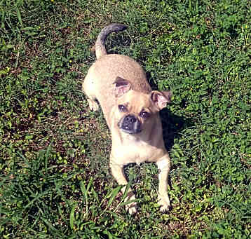 Photo of Auggie