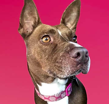 Photo of Mocha