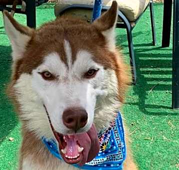 Photo of SCOUT