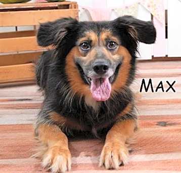 Photo of Max