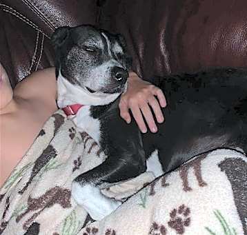 Photo of D.O.G.(DeeOhhGee)