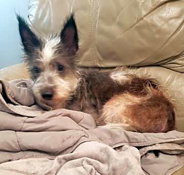 Photo of Gizmo
