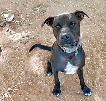 Photo of Lucky