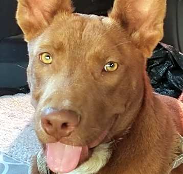 Photo of Logan Red