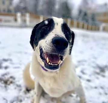Photo of Max