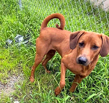 Photo of Scarlet