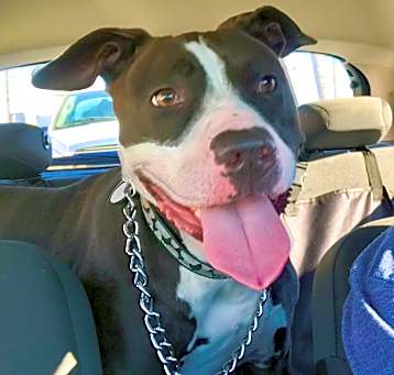 Photo of Raul - 4EVER FOSTER