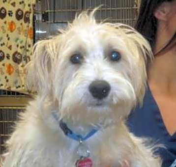 Photo of Oscar