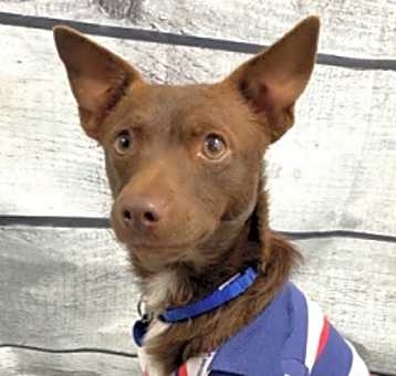 Photo of Moose
