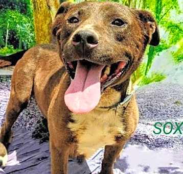 Photo of SOX