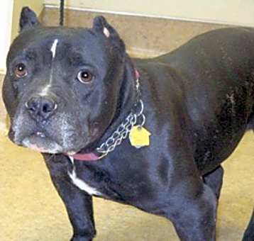 Photo of Squeegee