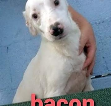 Photo of Bacon *