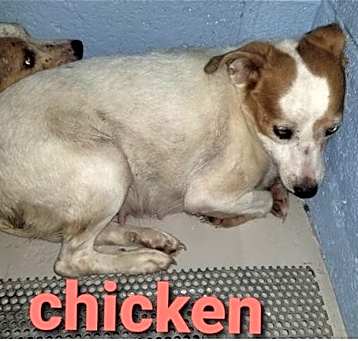 Photo of Chicken *