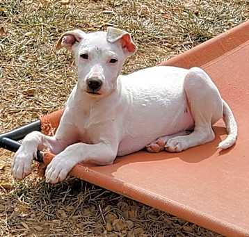 Photo of Iggy