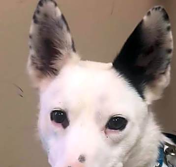 Photo of Maverick