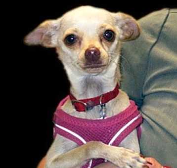 Photo of Bella