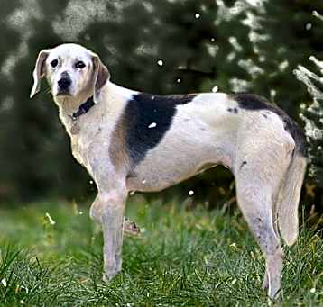 Photo of Sponsorship only/Daisy